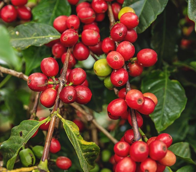 Coffeeberry Products | Coffee Fruit Ingredients | FutureCeuticals